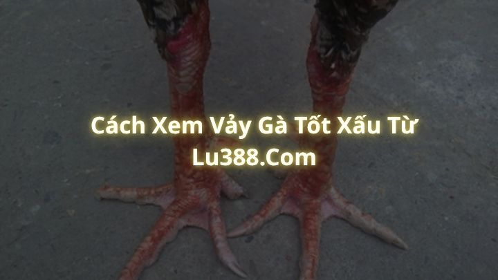 Cách Xem Vảy Gà Tốt Xấu Từ Lu388.Com