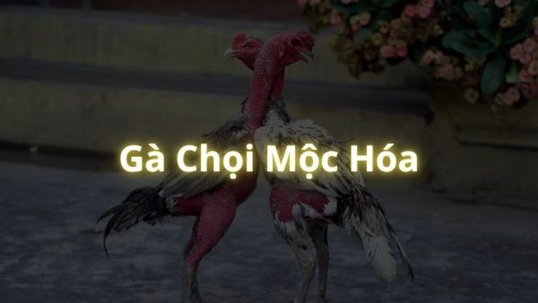 Gà Chọi Mộc Hóa – Sới Gà Kịch Tính, Đậm Chất Chiến Thuật Tại Lu388